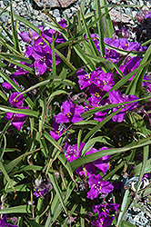 Wild Crocus (Tradescantia longipes) at Lakeshore Garden Centres