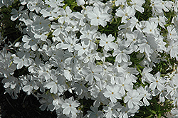 White Delight Moss Phlox (Phlox subulata 'White Delight') at The Mustard Seed