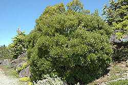 Spinoza Mock Privet (Phillyrea latifolia 'Spinoza') at Lakeshore Garden Centres