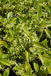 Albowiana Daphne (Daphne albowiana) at Lakeshore Garden Centres