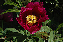 Wild Peony (Paeonia mascula) at Lakeshore Garden Centres