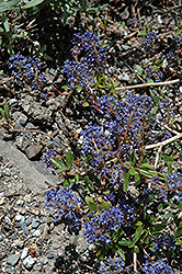 Lemmon's Ceanothus (Ceanothus lemmonii) at Lakeshore Garden Centres