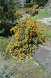 Darwin's Barberry (Berberis darwinii) at Lakeshore Garden Centres