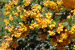 Darwin's Barberry (Berberis darwinii) at Lakeshore Garden Centres