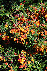 Dwarf Coral Hedge Barberry (Berberis x stenophylla 'Corallina Compacta') at Lakeshore Garden Centres