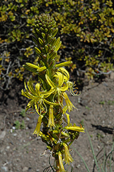 Jacob's Rod (Asphodeline lutea) at Lakeshore Garden Centres
