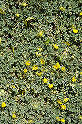 Ashy Cinquefoil (Potentilla cinerea) at Lakeshore Garden Centres