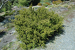 Mountain Plum Pine (Podocarpus lawrencei) at Lakeshore Garden Centres