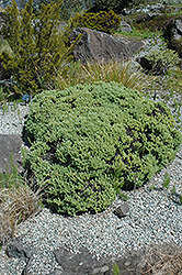Rosewarne Hebe (Hebe topiaria 'Rosewarne') at Lakeshore Garden Centres
