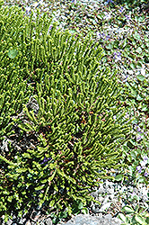 Edinensis Hebe (Hebe 'Edinensis') at Lakeshore Garden Centres