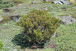 Hinerua Hebe (Hebe 'Hinerua') at Lakeshore Garden Centres