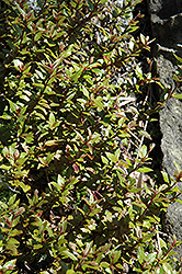 Porlock Purple Parahebe (Parahebe catarractae 'Porlock Purple') at Lakeshore Garden Centres