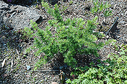 Little Bogle Dwarf Larch (Larix decidua 'Little Bogle') at Lakeshore Garden Centres
