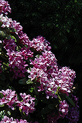 Collina Daphne (Daphne sericea 'Collina') at Lakeshore Garden Centres