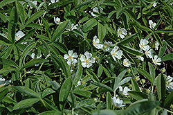 White Cinquefoil (Potentilla alba) at Lakeshore Garden Centres