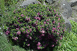 Wilhelm Schact Daphne (Daphne x rollsdorfii 'Wilhelm Schact') at Lakeshore Garden Centres