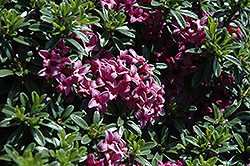 Wilhelm Schact Daphne (Daphne x rollsdorfii 'Wilhelm Schact') at Lakeshore Garden Centres