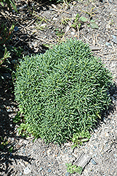Small-Ness Cotton Lavender (Santolina chamaecyparissus 'Small-Ness') at Lakeshore Garden Centres