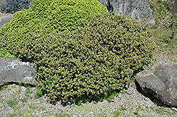 Compact Leatherleaf (Chamaedaphne calyculata 'Compacta') at Lakeshore Garden Centres