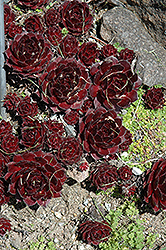 Reginald Malby Hens And Chicks (Sempervivum 'Reginald Malby') at Lakeshore Garden Centres