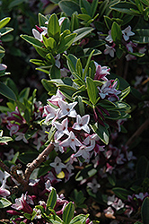 Tangutica Daphne (Daphne tangutica) at Lakeshore Garden Centres