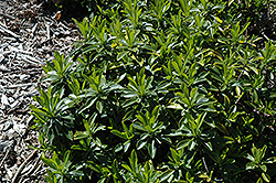 Philippi Dwarf Spurge Laurel (Daphne laureola 'Philippi') at Lakeshore Garden Centres