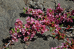 Mountain Cherry (Prunus prostrata) at Lakeshore Garden Centres