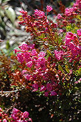 Pinocchio Phylliopsis (Phylliopsis x hillieri 'Pinocchio') at Lakeshore Garden Centres