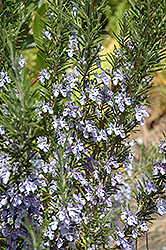 Rosemary (Rosmarinus officinalis) at A Very Successful Garden Center