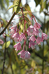 Rosea Chinese Bladdernut (Staphylea holocarpa 'Rosea') at Lakeshore Garden Centres