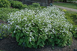 Perennial Money Plant (Lunaria redeviva) at Lakeshore Garden Centres