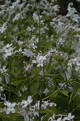 Perennial Money Plant (Lunaria redeviva) at Lakeshore Garden Centres