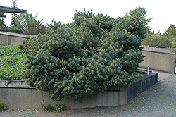 Blue Shag White Pine (Pinus strobus 'Blue Shag') at Peter Knippel Garden Centre