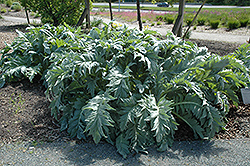 Cardoon (Cynara cardunculus) at Lakeshore Garden Centres