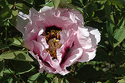 Rock's Tree Peony (Paeonia rockii) at Lakeshore Garden Centres