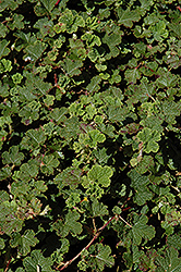 Formosan Carpet Creeping Taiwan Bramble (Rubus rolfei 'Formosan Carpet') at Lakeshore Garden Centres