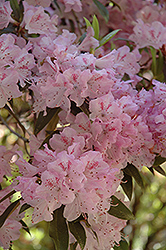 Wakehurst Rhododendron (Rhododendron rubiginosum 'Wakehurst') at Lakeshore Garden Centres