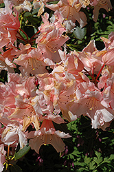 David Lam Rhododendron (Rhododendron 'David Lam') at Lakeshore Garden Centres