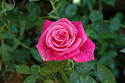 Raspberry Punch Rose (Rosa 'Raspberry Punch') at Lakeshore Garden Centres