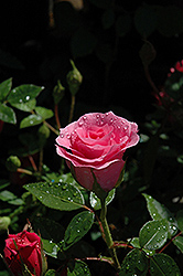 Belle Danielle Rose (Rosa 'Belle Danielle') at Lakeshore Garden Centres