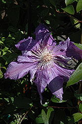 Sally Cadge Clematis (Clematis 'Sally Cadge') at Lakeshore Garden Centres