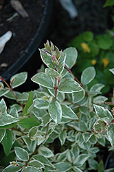 Variegated Myrtle (Myrtus communis 'Variegata') at Lakeshore Garden Centres