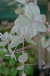 Cider Gum (Eucalyptus gunnii) at Lakeshore Garden Centres