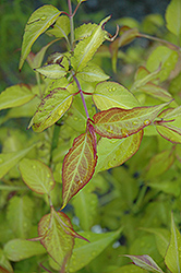 Golden Lanterns Pheasant Berry (Leycesteria formosa 'Golden Lanterns') at Lakeshore Garden Centres