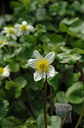White Calamint (Calamintha palustris 'Alba') at Lakeshore Garden Centres