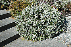 W.T. Rackliff Heath (Erica mediterranea 'W.T. Rackliff') at Lakeshore Garden Centres