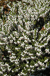 W.T. Rackliff Heath (Erica mediterranea 'W.T. Rackliff') at Lakeshore Garden Centres