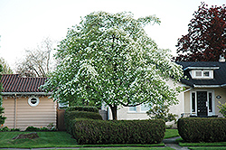 Pacific Dogwood (Cornus nuttallii) at Lakeshore Garden Centres