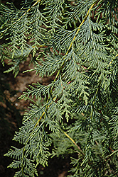 Naylor's Blue Leyland Cypress (Cupressocyparis x leylandii 'Naylor's Blue') at Lakeshore Garden Centres