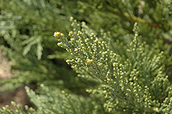 Blue Giant Sequoia (Sequoiadendron giganteum 'Glauca') at Lakeshore Garden Centres